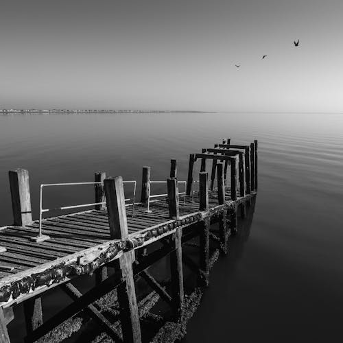 Foto d'estoc gratuïta de abandonat, animals, blanc i negre