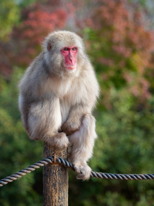 Japanese Macaque Sitting on Wooden Post