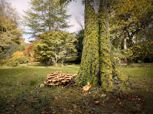 Foto profissional grátis de árvore, cogumelos, ecológico