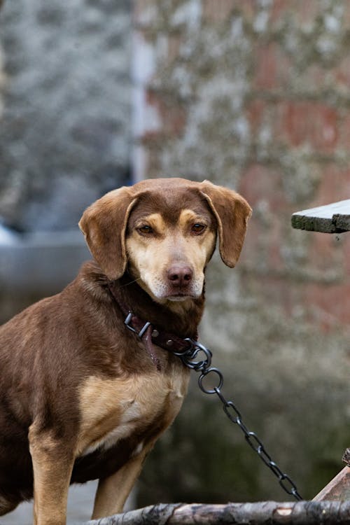 Free A brown dog with a chain around its neck Stock Photo