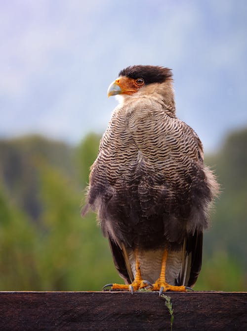 Free Crested Caracara Stock Photo