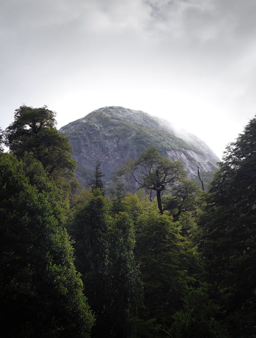 Trees and Mountains