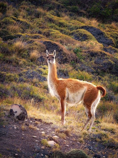 Gratis lagerfoto af alpaca, Chile, dagslys