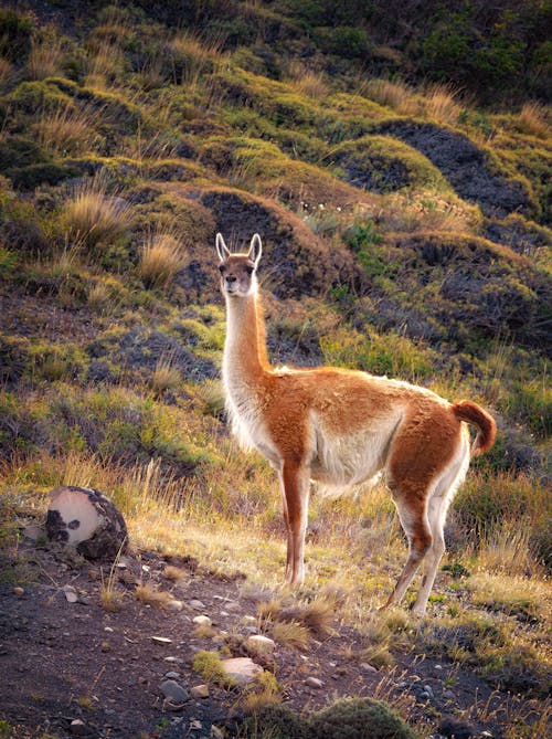 คลังภาพถ่ายฟรี ของ guanaco, patagonia, torres del paine