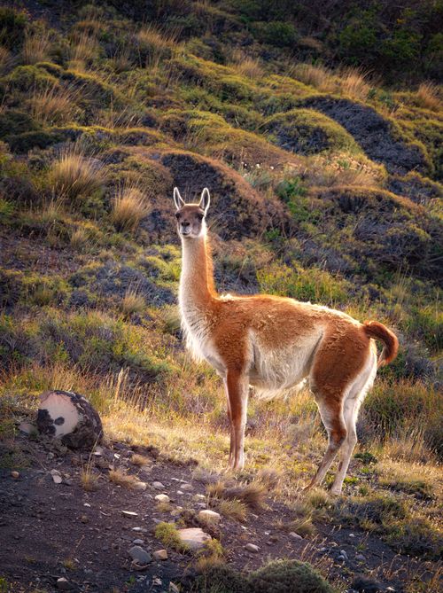 Free Guanaco standing in the rugged landscape of Chilean Patagonia, captured at dusk. Stock Photo