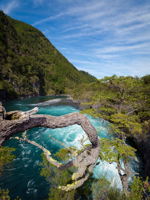 Ingyenes stockfotó ág, Chile, domb témában