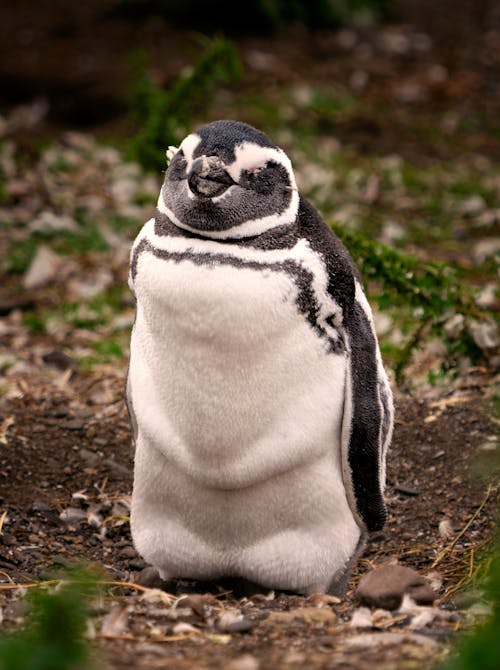 Pinguim De Magalhães