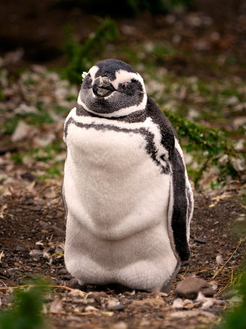 Magellan Pinguin