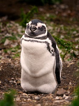Close-up of a Magellanic Penguin standing outdoors in Tierra del Fuego, Argentina.