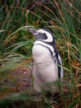 Magellanic penguin standing among tall grass in Tierra del Fuego, Argentina, showcasing wildlife in a natural habitat.
