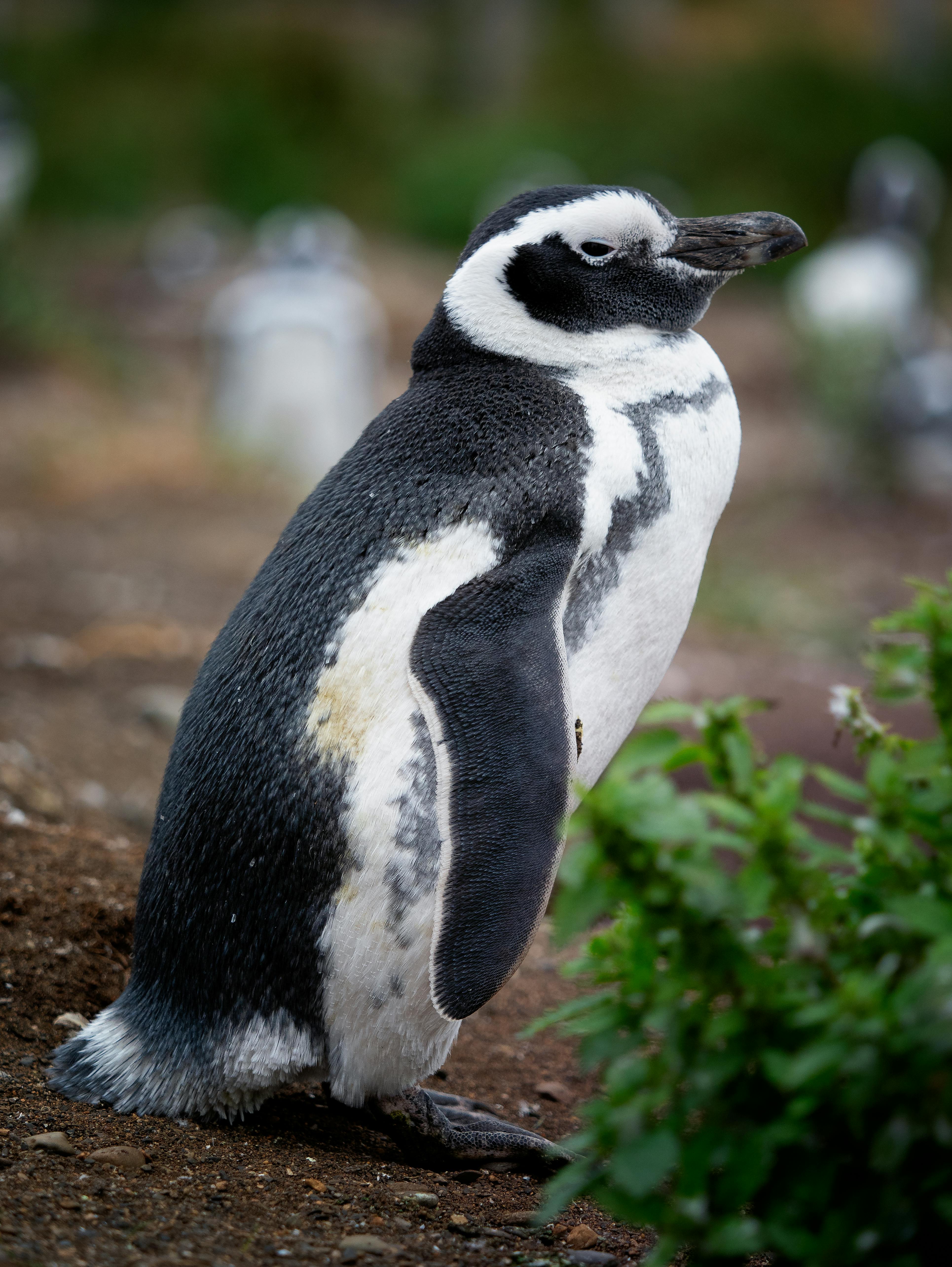 2羽の白黒ペンギンが立っている · 無料の写真素材