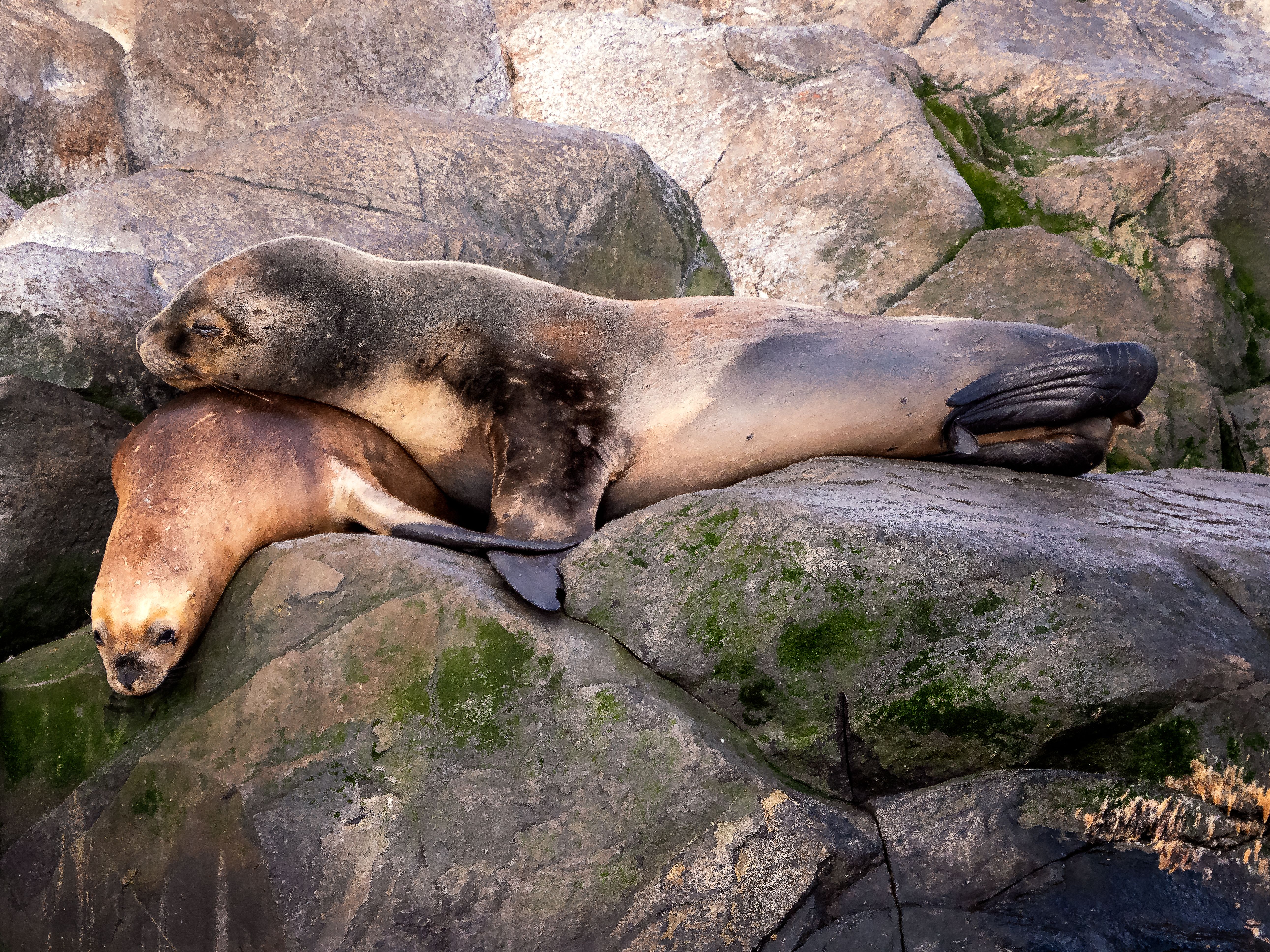 Sea Lions Laying on the Rocks · Free Stock Photo