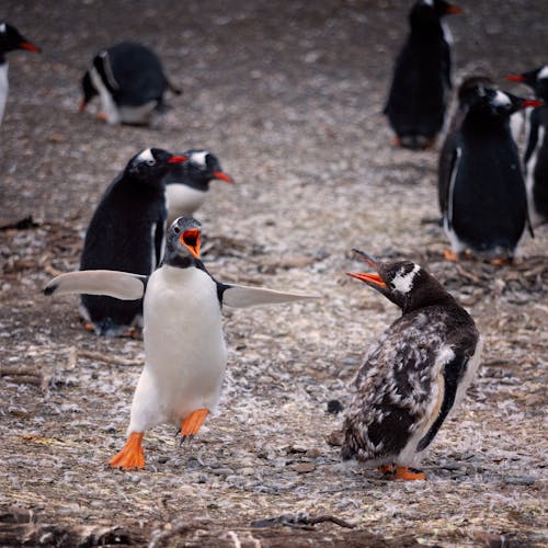 Gratis lagerfoto af dyrefotografering, fugle, gentoo pingviner
