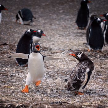 Talking about penguins, a polar bear can eat 86 penguins at once