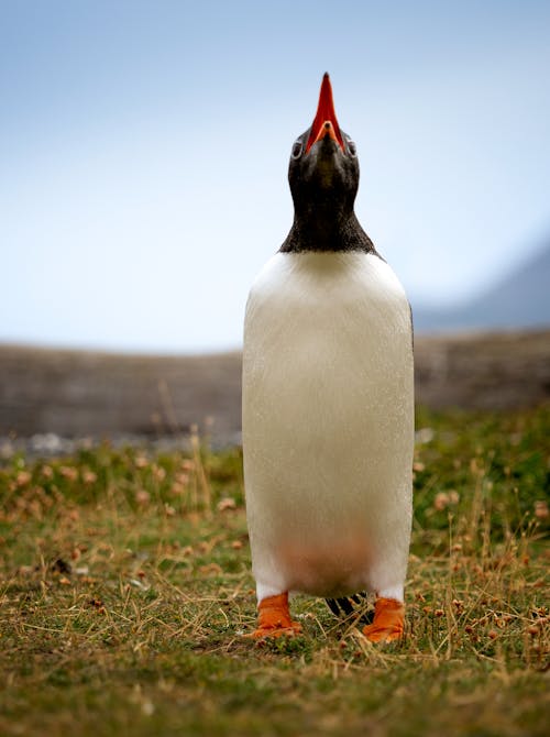 企鵝, 冬季, 冷冰的 的 免費圖庫相片