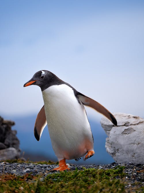 Free Gentoo Penguin Stock Photo