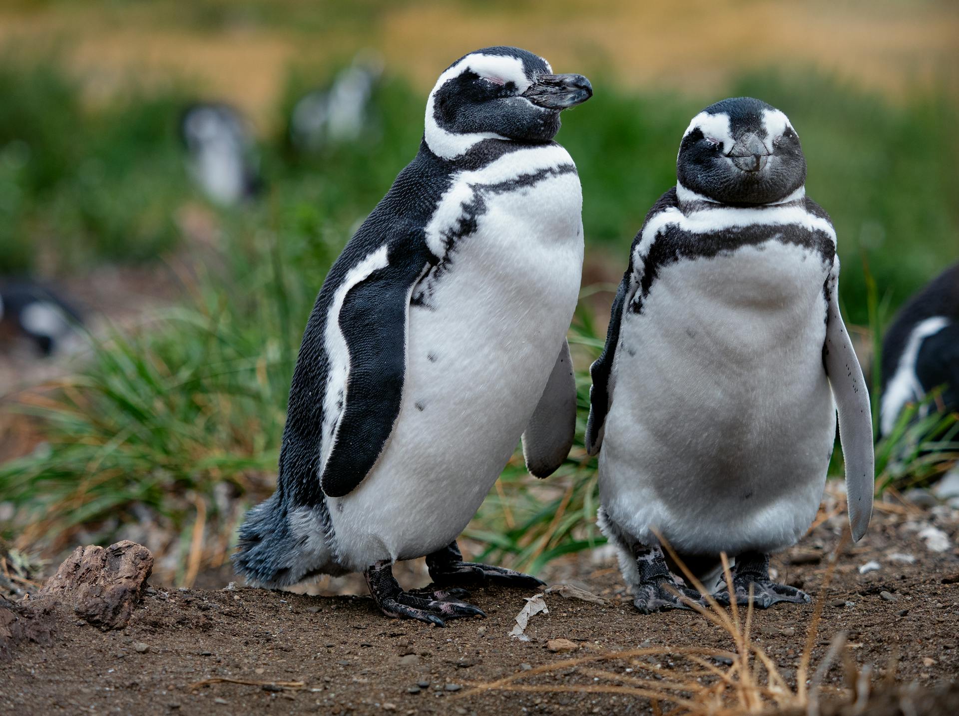 Magellanic Penguins in Nature