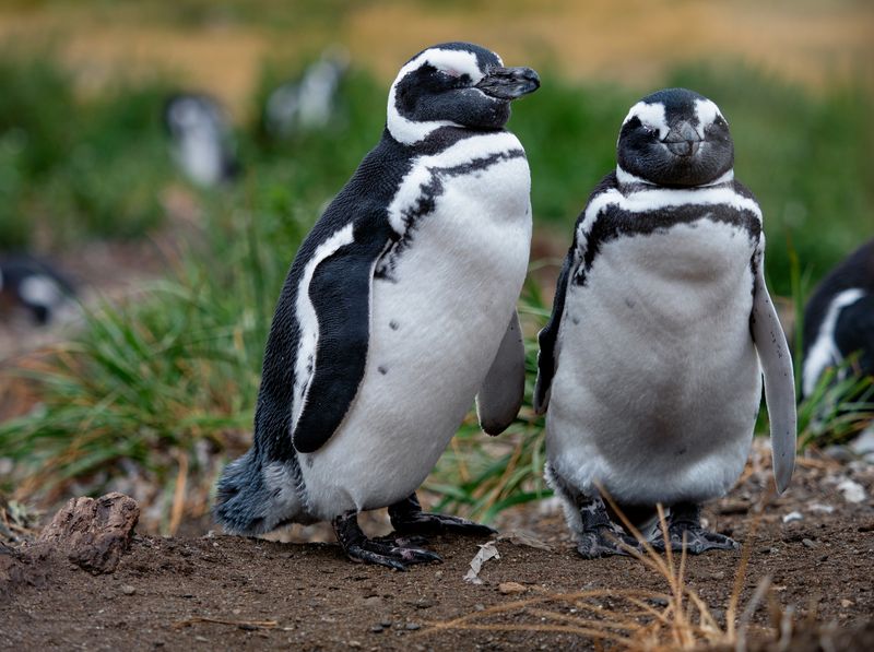 Magellan-Pinguine in Tierra del Fuego