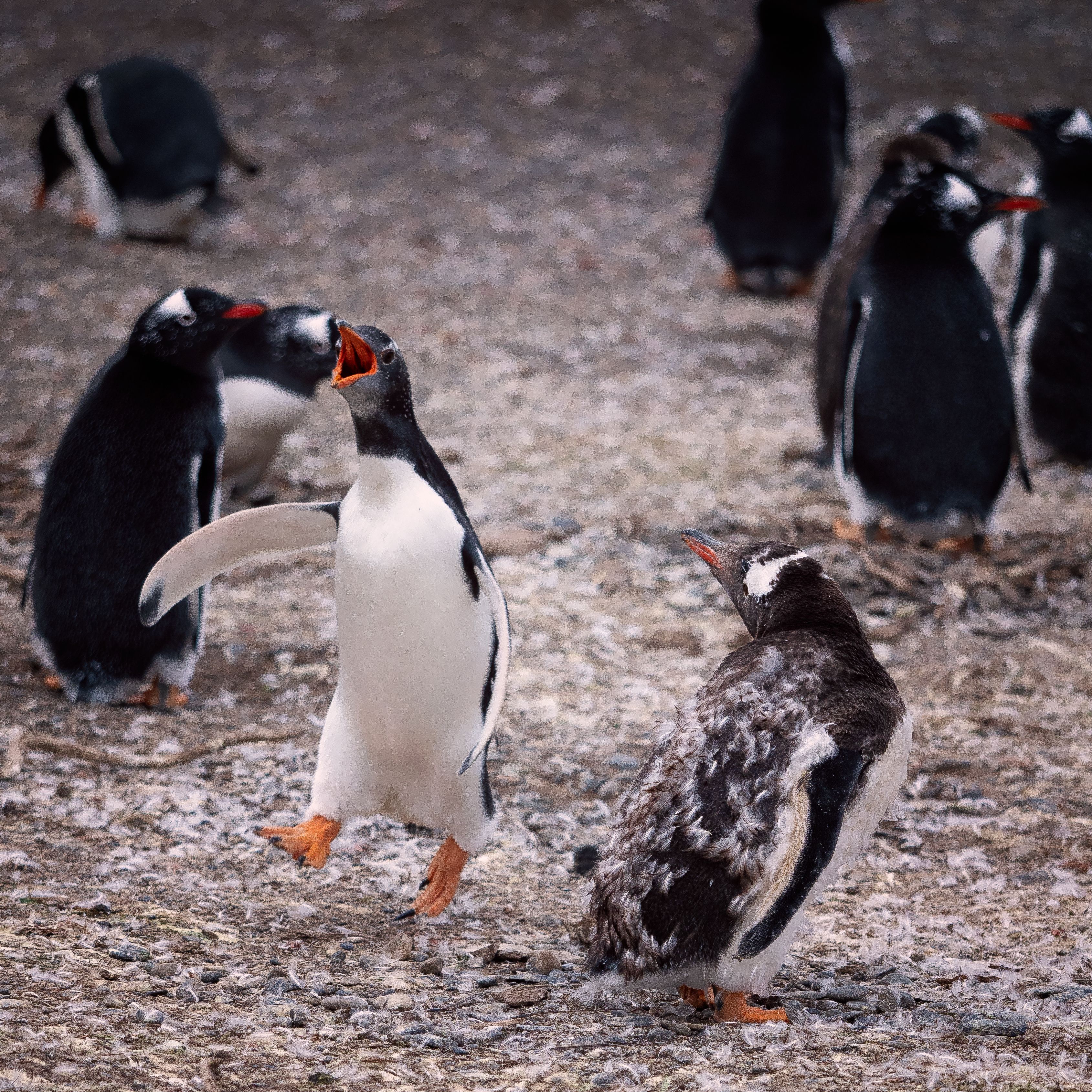 Flock of Penguins