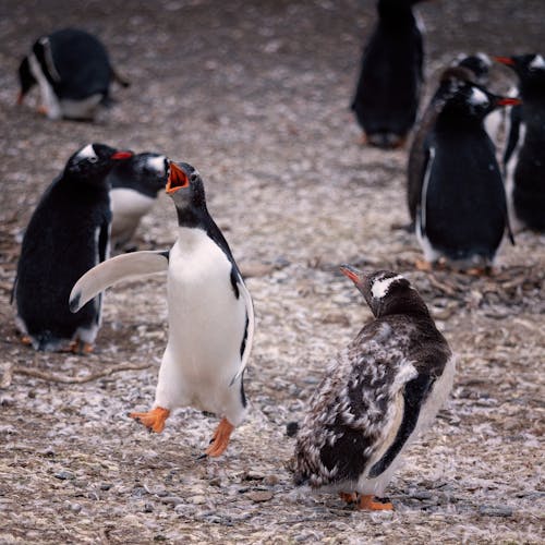 企鵝, 動物攝影, 垂直拍攝 的 免費圖庫相片