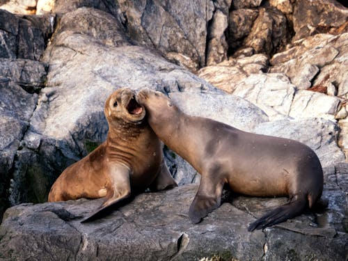 Foto profissional grátis de água, América do Sul, animais selvagens