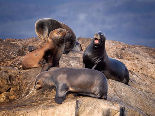 Foto d'estoc gratuïta de enfocament selectiu, establint, fotografia d'animals