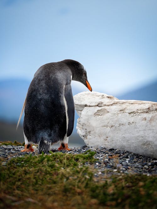 Gentoo Penguin