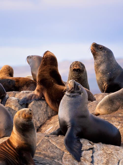 Foto profissional grátis de água, América do Sul, animais selvagens