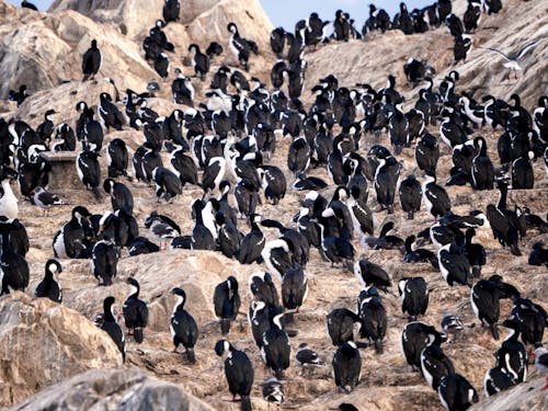 Foto d'estoc gratuïta de abundància, bandada, fotografia d'animals