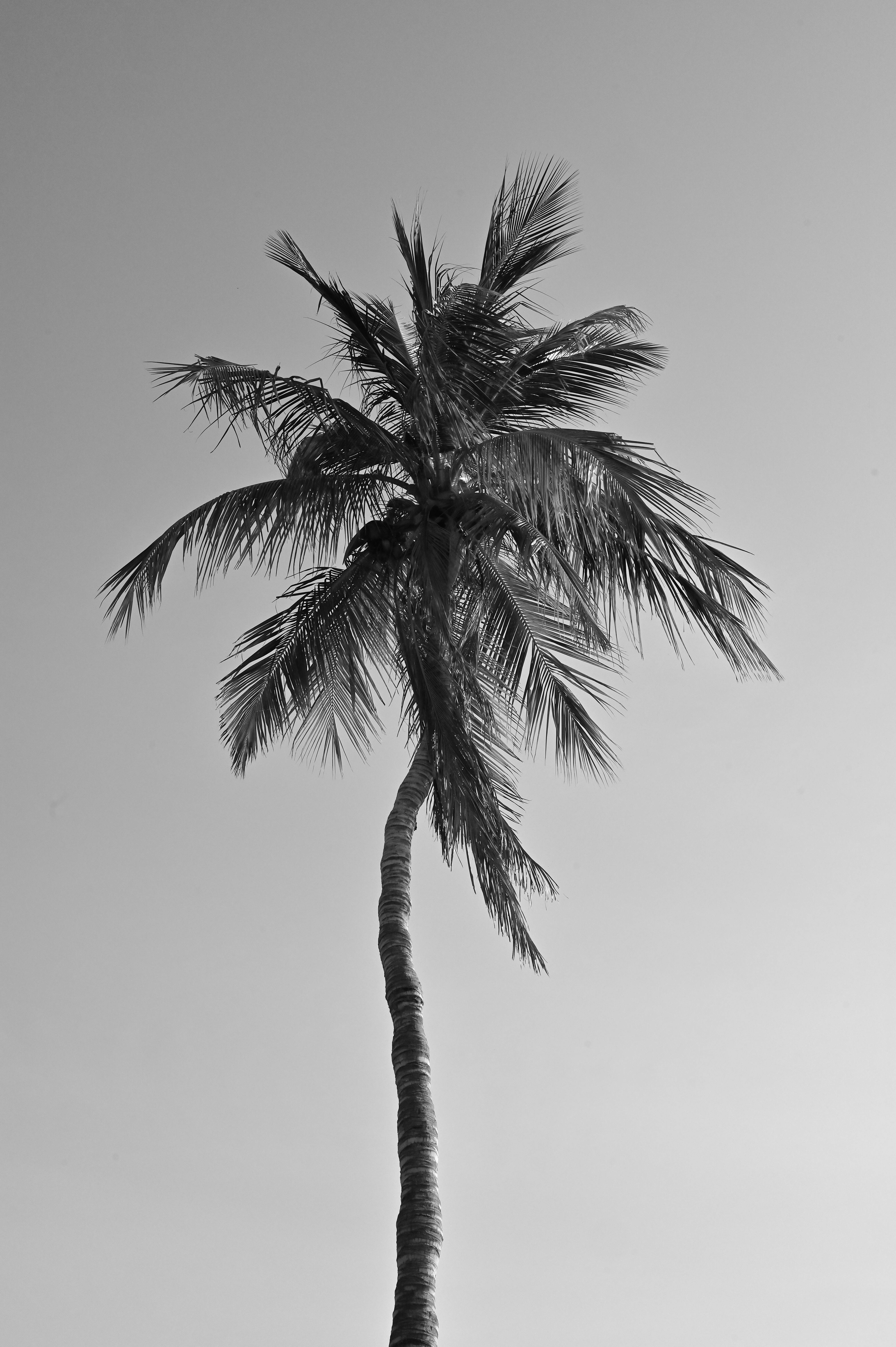 Scenic black and white photo of a lone palm tree in Muscat, Oman under a clear sky.