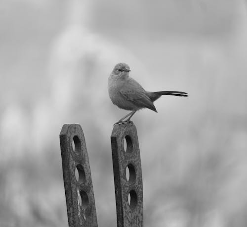 Kostnadsfri bild av fågel, fågel av paradiset, fågelfotografering