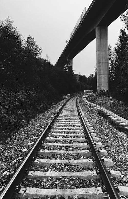 Fotos de stock gratuitas de arboles, barandilla, blanco y negro