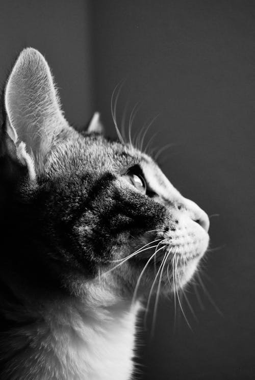 Free A black and white photo of a cat looking up Stock Photo