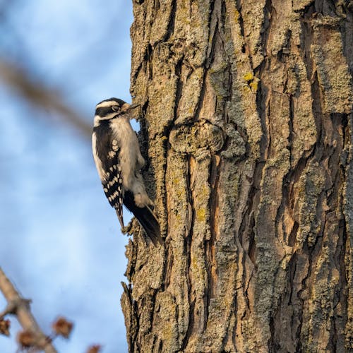 A small bird perched on the side of a tree