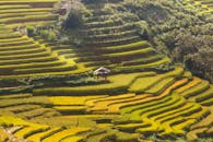 阳光下，乡村充满活力的水稻梯田景色壮丽