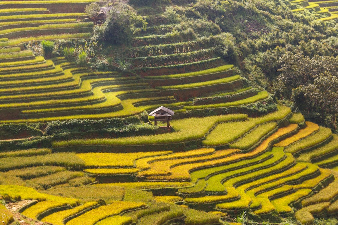 Indonesia adalah negara produsen beras ke 3 terbesar di dunia