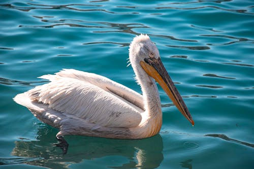 foça