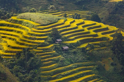 Green Stair Rice Field