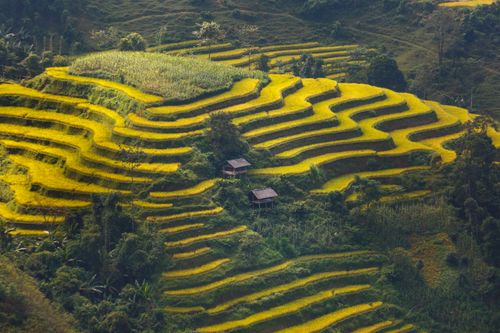 Free A stunning aerial view of lush green and yellow rice terraces cascading down a hillside in a rural setting. Stock Photo