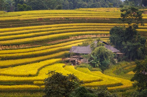 Photo Of Rice Terraces During Daytime