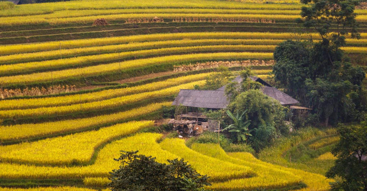 How to get rid of gnats outside your home