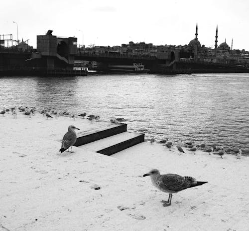 A black and white photo of seagulls on the shore