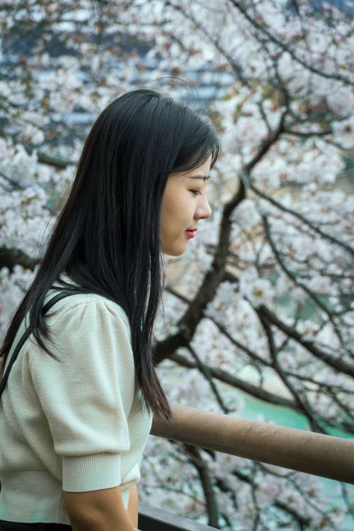 Free A side view of an Asian woman sitting by cherry blossoms, capturing spring's beauty. Stock Photo