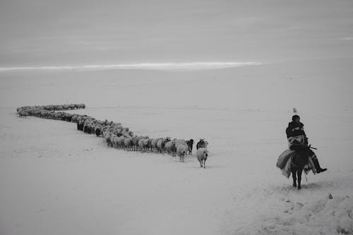 Darmowe zdjęcie z galerii z czarno-biały, jeżdżenie, kozy