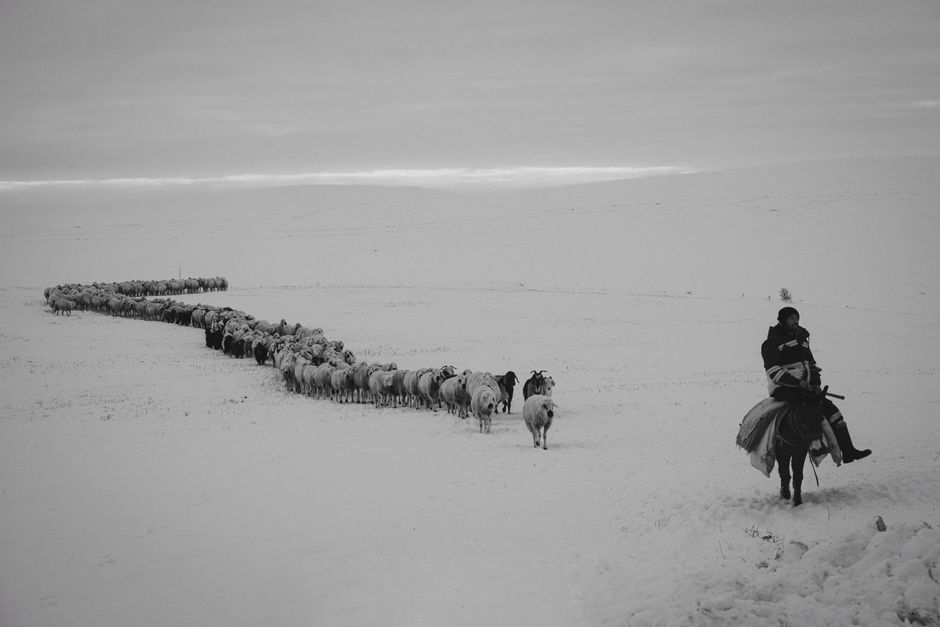 A shepherd rides a donkey, guiding a herd of sheep and goats across a snowy winter landscape.