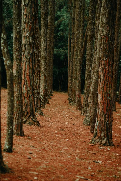 Free Tranquil path through tall pine trees, evoking nature and serenity. Perfect for meditation and relaxation themes. Stock Photo