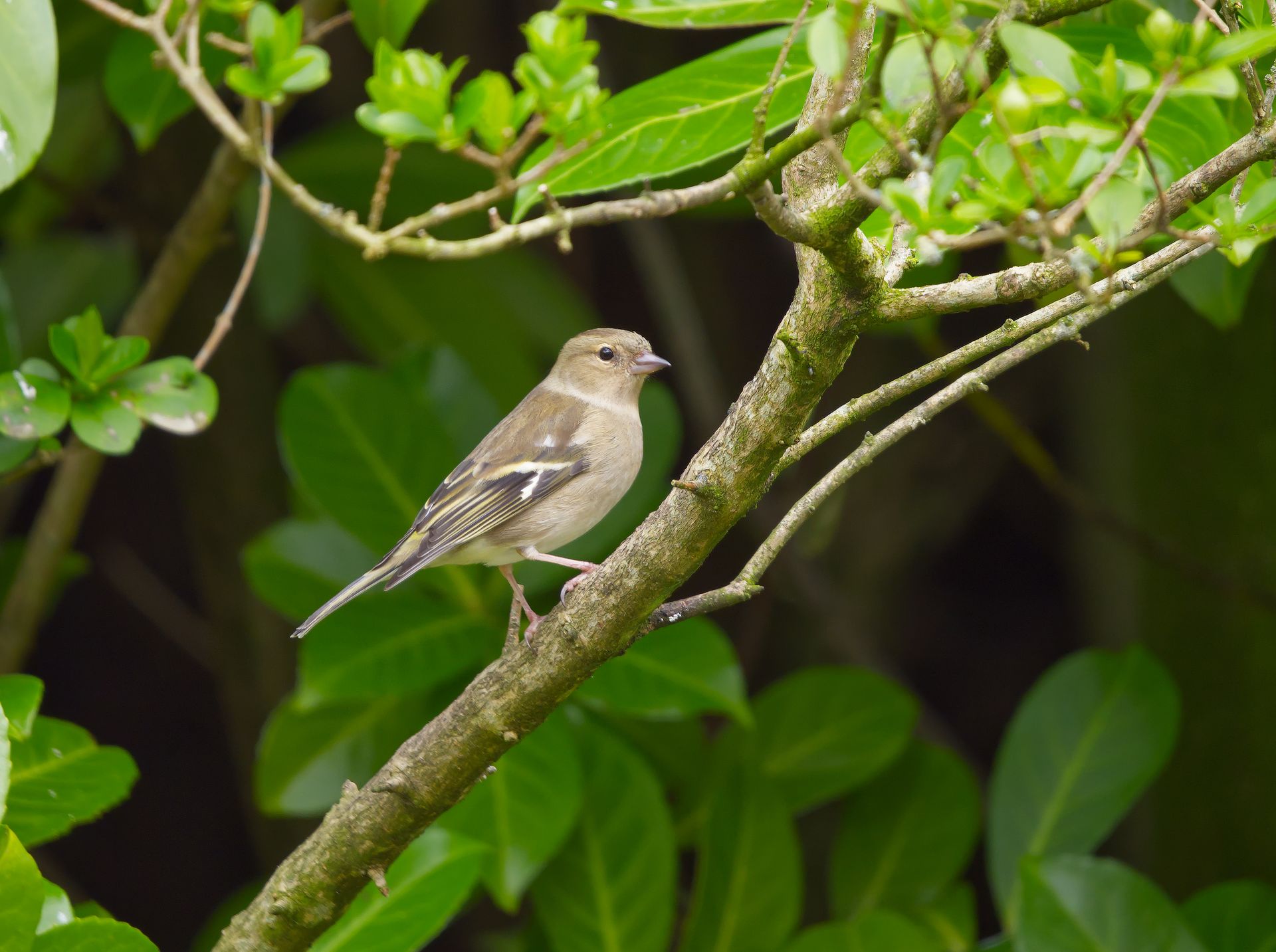 A chaffinch bird observed perching on a lush green branch in a natural setting.