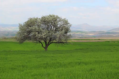 Gratis stockfoto met boom, grasland, landelijk