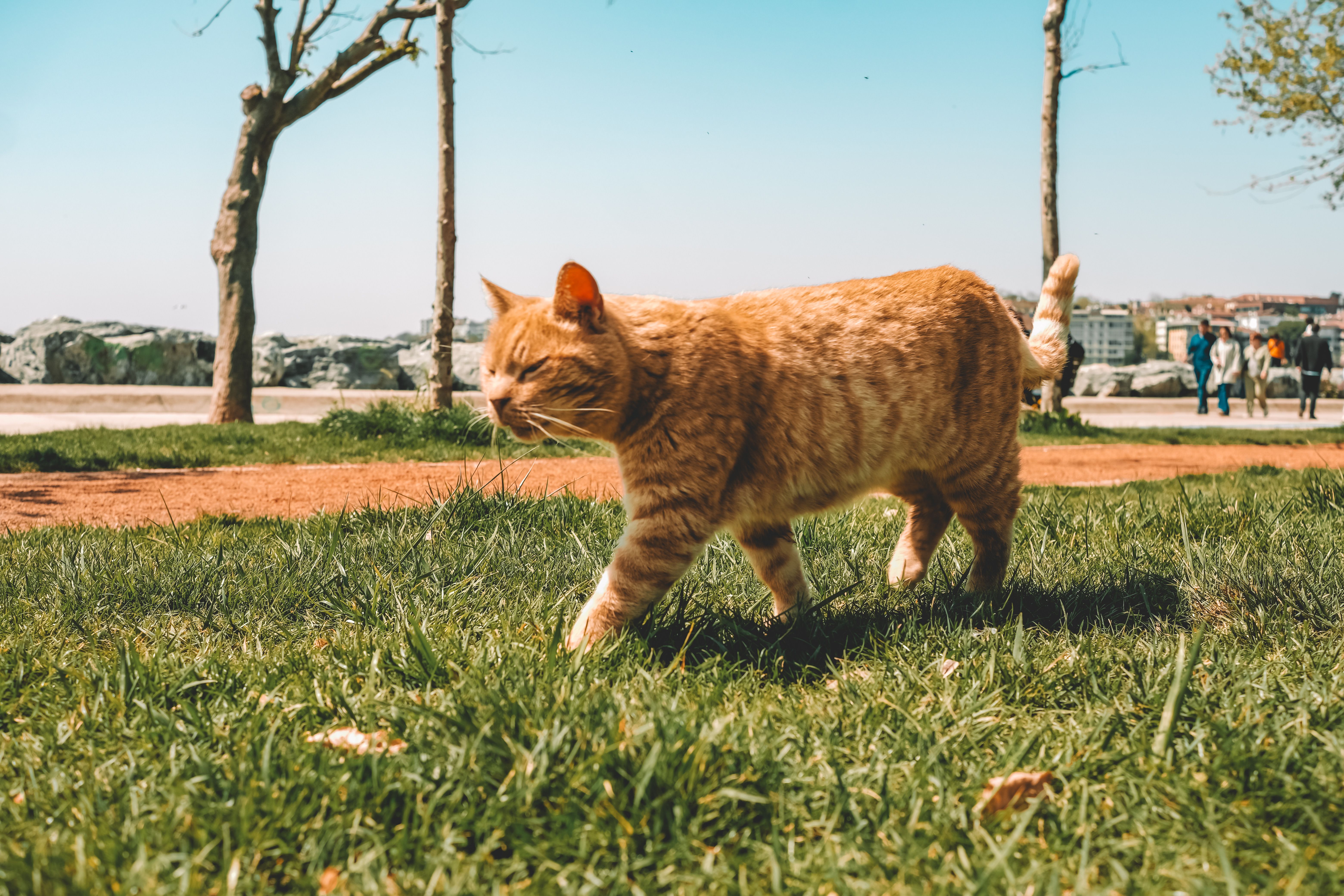 A ginger cat walking through a sunlit park in Istanbul, capturing the essence of a serene outdoor scene.