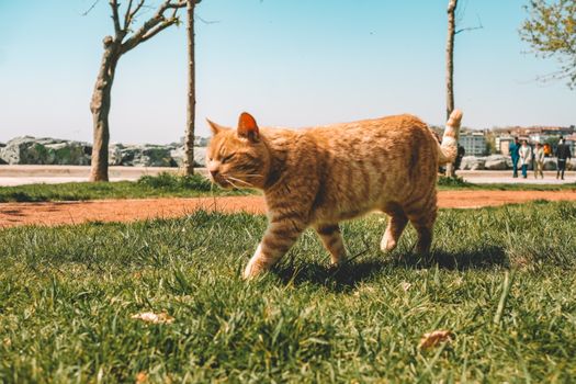 A ginger cat walking through a sunlit park in Istanbul, capturing the essence of a serene outdoor scene.